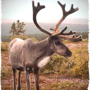 TARRA PORO LAPLAND