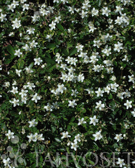 GRÖNLANNINHANHIKKI Potentilla tridentata ’Nuuk’ - Image 2