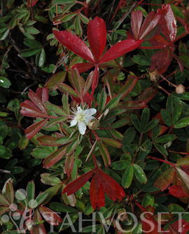 GRÖNLANNINHANHIKKI Potentilla tridentata ’Nuuk’ - Image 3