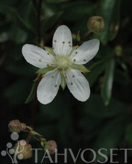 GRÖNLANNINHANHIKKI Potentilla tridentata ’Nuuk’ - Image 4