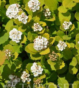 KELTAKOIVUANGERVO ’Tor Gold’ Spiraea betulifolia